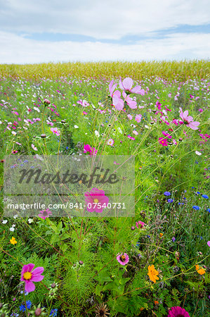 Wildflower border by maize crop in a field in rural Normandy, France