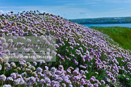 Native seaside Thrift sea pink flower plant Armeria maritima - Plumbaginaceae in Kilkee, County Clare, West of Ireland