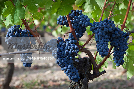 Merlot grapes on ancient vine at Chateau Lafleur at Pomerol in the Bordeaux region of France