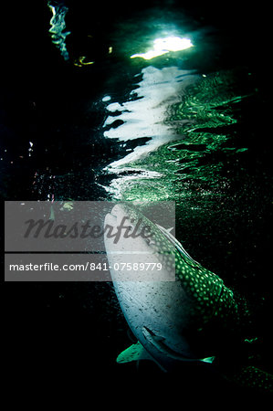 Whale shark (Rhincodon typus) feeding at night, Maldives, Indian Ocean, Asia