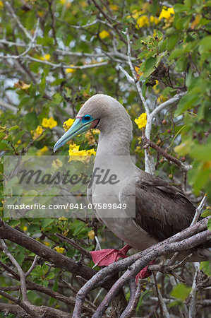 Red footed booby (Sula sula) in red mangrove, Genovesa Island, Galapagos, UNESCO World Heritage Site, Ecuador, South America
