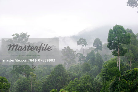 Mist rises from primary rainforest at dawn, Maliau Basin Conservation Area, Sabah, Borneo, Malaysia, Southeast Asia, Asia