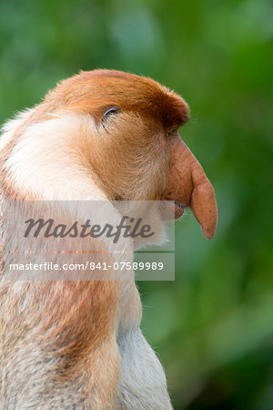 Dominant male proboscis monkey (Nasalis larvatus) has a pendulous nose that covers the mouth and is attractive to females, Labuk Bay Proboscis Monkey Sanctuary, Sabah, Borneo, Malaysia, Southeast Asia, Asia