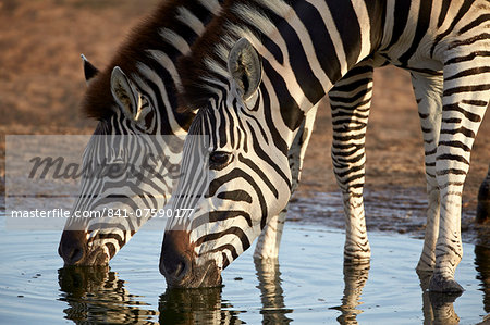 Two common zebra (plains zebra) (Burchell's zebra) (Equus burchelli) drinking, Addo Elephant National Park, South Africa, Africa