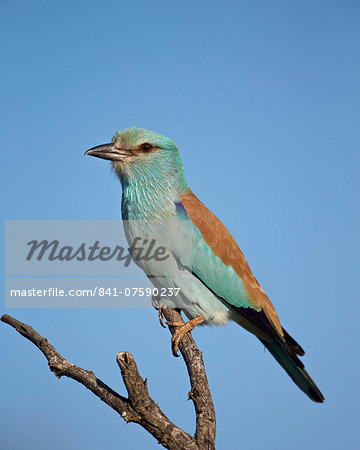 European Roller (Coracias garrulus), Kruger National Park, South Africa, Africa