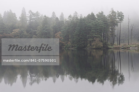 Misty morning reflections on an autumn morning at Tarn Hows, Lake District National Park, Cumbria, England, United Kingdom, Europe