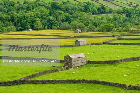 The barns, dry stone walls and buttercup meadows at Gunnerside, Swaledale, North Yorkshire, Yorkshire, England, United Kingdom, Europe