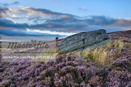 Jenny Twigg and her daughter Tib, gritstone formations on heather covered moors, Upper Nidderdale, North Yorkshire, Yorkshire, England, United Kingdom, Europe Jenny Twigg and her daughter Tib, gritstone formations on heather covered moors, Upper Nidderdale, North Yorkshire, Yorkshire, England, United Kingdom, Europe
