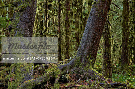 Moss-covered tree trunks in the rainforest, Olympic National Park, UNESCO World Heritage Site, Washington, United States of America, North America Moss-covered tree trunks in the rainforest, Olympic National Park, UNESCO World Heritage Site, Washington, United States of America, North America