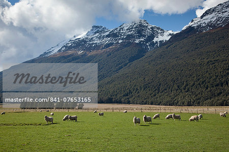 Sheep and mountains near Glenorchy, Queenstown, South Island, New Zealand, Pacific