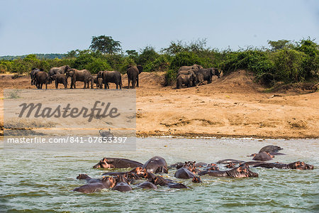 Hippopotamus (Hippopotamus amphibious) group bathing in the water while a group of elephants standing in the back, Queen Elizabeth National Park, Uganda, East Africa, Africa