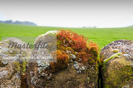 Moss and lichen on a dry stone wall near Elton on a murky spring day, Peak District National Park, Derbyshire, England, United Kingdom, Europe