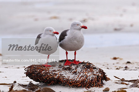 Pair of Dolphin gulls (Leucophaeus scoresbii) on a seaweed covered rock, Sea Lion Island, Falkland Islands, South America