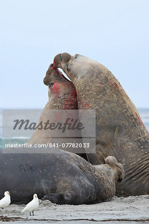 Two southern elephant seal (Mirounga leonina) bulls rear up and attack to establish dominance, Sea Lion Island, Falkland Islands, South America