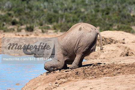 African baby elephant drinking (Loxodonta africana) at Hapoor waterhole, Addo Elephant National Park, Eastern Cape, South Africa, Africa