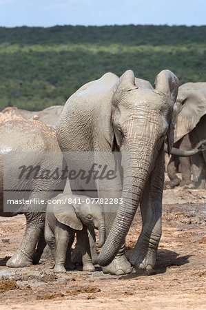 African elephant (Loxodonta africana) mother and baby at Hapoor waterhole, Addo Elephant National Park, Eastern Cape, South Africa, Africa