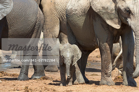 African elephant (Loxodonta africana) baby with herd at Hapoor waterhole, Addo Elephant National Park, Eastern Cape, South Africa, Africa