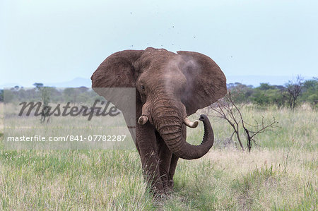African elephant (Loxodonta africana) bull, Madikwe Reserve, South Africa, Africa