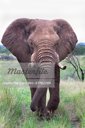 Bull elephant (Loxodonta africana), Madikwe Deserve, North West Province, South Africa, Africa