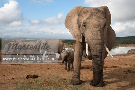Elephants (Loxodonta africana), Addo Elephant National Park, South Africa, Africa