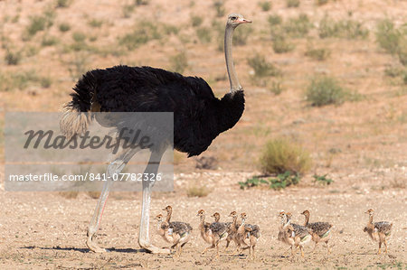 Ostrich (Struthio camelus) male with chicks, Kgalagadi Transfrontier Park, Northern Cape, South Africa, Africa