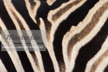 Plains zebra (Equua quagga burchelli) stripe pattern detail showing shadow stripe, South Africa, Africa