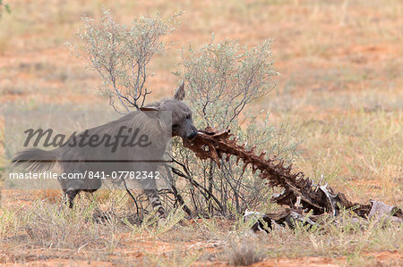 Brown hyena (Hyaena brunnea) scavenging remains of lion kill, Kgalagadi Transfrontier National Park, Northern Cape, South Africa, Africa
