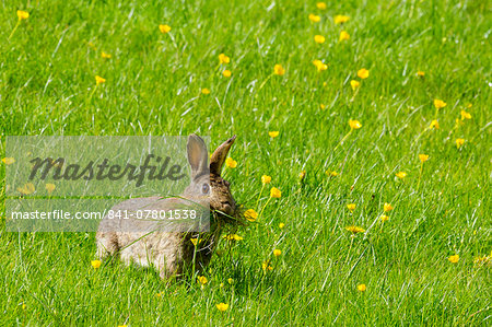 Wild rabbit munching grass in a field of buttercups, England, United Kingdom, Europe