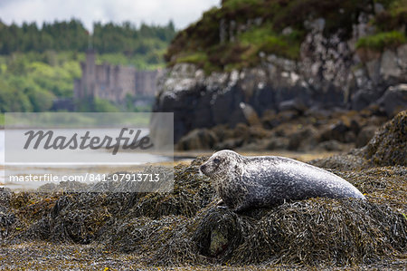 Common seal (harbour seal) (Phoca vitulina) adult basking on rocks and seaweed by Dunvegan Castle and Loch, Isle of Skye, Inner Hebrides, Scotland, United Kingdom, Europe