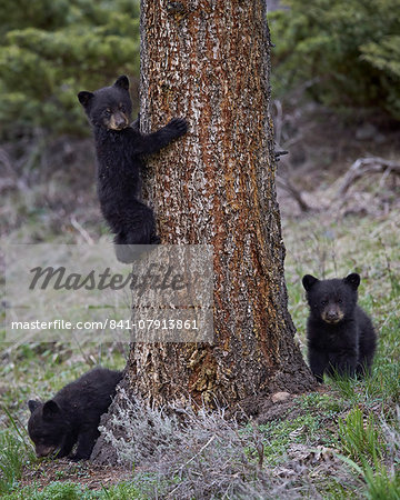 Three black bear (Ursus americanus) cubs of the year, Yellowstone National Park, Wyoming, United States of America, North America