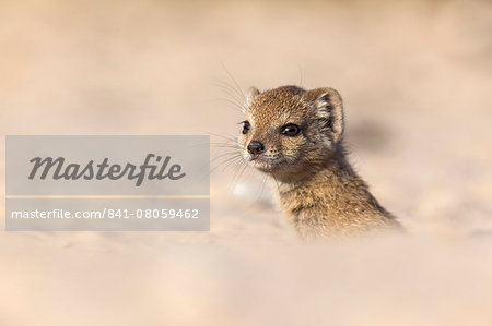 Yellow mongoose baby (Cynictis penicillata), Kgalagadi Transfrontier Park, Northern Cape, South Africa, Africa