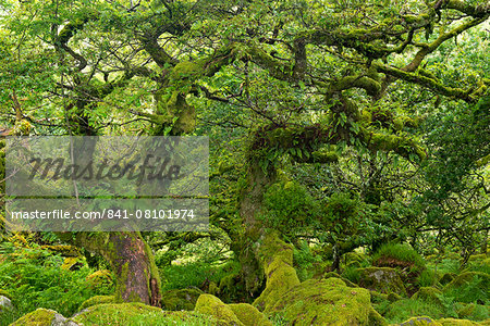 Gnarled lichen covered stunted oak trees growing in Wistman's Wood, Dartmoor National Park, Devon, England, United Kingdom, Europe