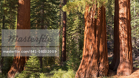 Giant Sequoia (Sequoiadendron giganteum) trees in Mariposa Grove, Yosemite National Park, UNESCO World Heritage Site, California, United States of America, North America