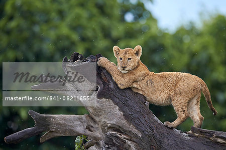 Lion (Panthera leo) cub on a downed tree trunk in the rain, Ngorongoro Crater, Tanzania, East Africa, Africa