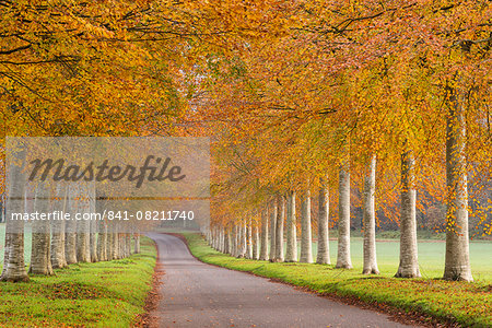 Colourful tree lined avenue in autumn, Dorset, England, United Kingdom, Europe