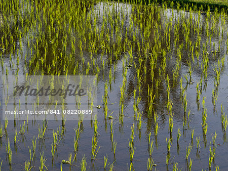 Rice paddy fields in the highlands in Bali, Indonesia, Southeast Asia, Asia