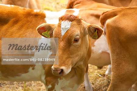 Guernsey cows, Guernsey, Channel Islands, United Kingdom, Europe