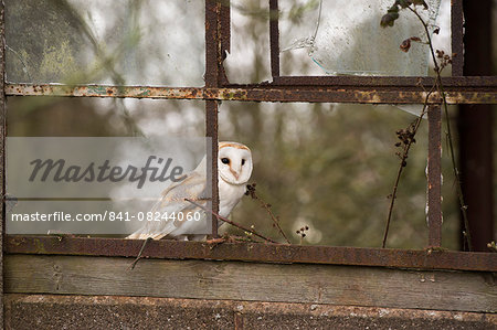 Barn owl (Tyto alba), Herefordshire, England, United Kingdom, Europe Barn owl (Tyto alba), Herefordshire, England, United Kingdom, Europe