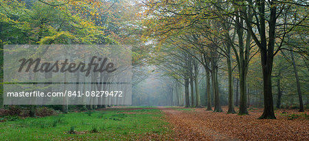 Woodland scene from Felbrigg, Norfolk, England, United Kingdom, Europe