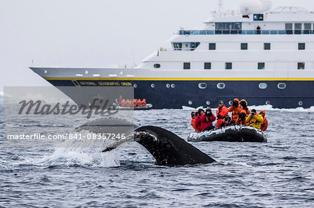 Humpback whale diving during Zodiac cruise from the Lindblad Expeditions ship National Geographic Orion, Weddell Sea, Antarctica, Polar Regions