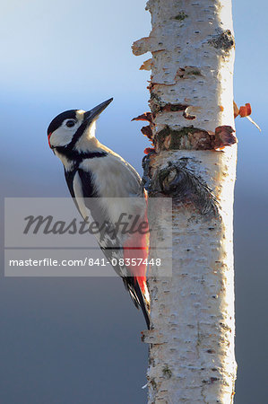 Great spotted woodpecker (Dendrocopos major), Scotland, United Kingdom, Europe