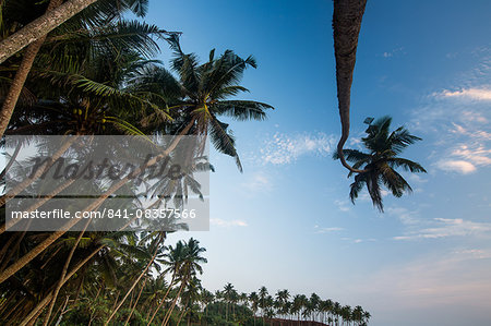 Palm trees, Mirissa, Sri Lanka, Asia