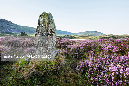 Standing stone and heather, Creggenan Lake, North Wales, Wales, United Kingdom, Europe