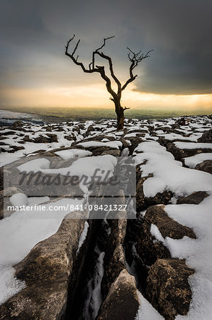 Tree in the snow, Twistleton Scar End, Ingleton, Yorkshire, England, United Kingdom, Europe