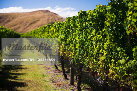 Vineyard at Clearview Estate Winery, Hastings, Hawkes Bay Region, North Island, New Zealand, Pacific