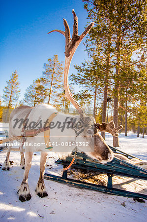 Reindeer Safari, Kakslauttanen Igloo Village, Saariselka, Finland, Scandinavia, Europe