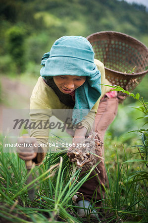 A girl collects spring onions on the verdant green slopes of Manipur in north east India, India, Asia