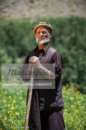 A farmer standing in a wheat field mixed with rapeseed oil in the Panjshir Valley, Afghanistan, Asia