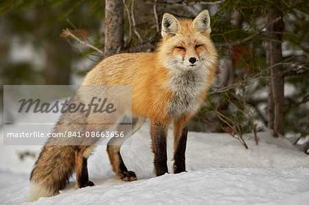 Red Fox (Vulpes vulpes) (Vulpes fulva) in winter, Grand Teton National Park, Wyoming, United States of America, North America