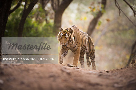 Bengal tiger, Ranthambhore National Park, Rajasthan, India, Asia Bengal tiger, Ranthambhore National Park, Rajasthan, India, Asia